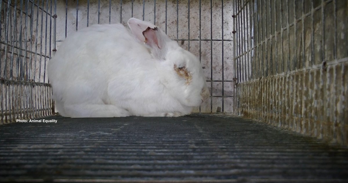 Â¡Alarmante! Los conejos en CanadÃ¡ necesitan desesperadamente tu ayuda