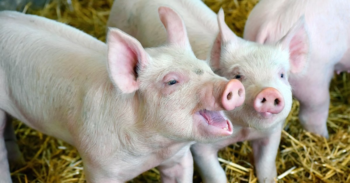 Los cerdos pueden ser optimistas y pesimistas