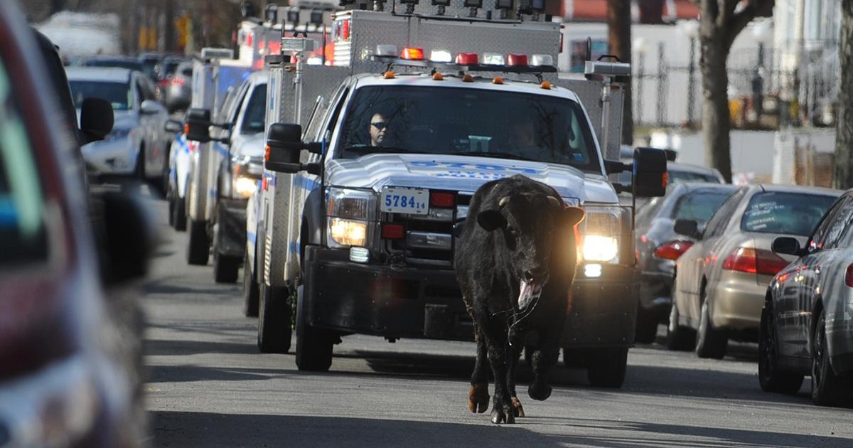 Otra vaca escapa de un matadero en Queens