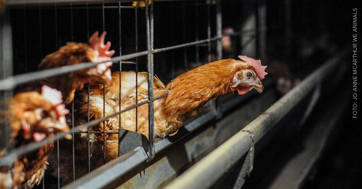 Entenda a situaÃ§Ã£o das galinhas confinadas em gaiolas