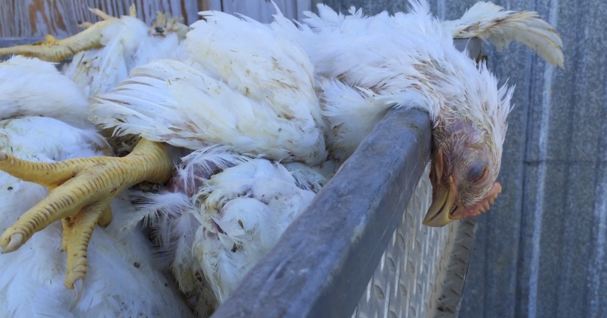 Por brote de gripe aviar H7N3, 15 mil aves fueron asesinadas en Jalisco