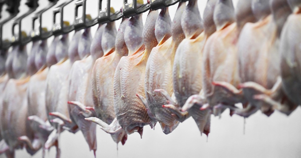 OK Foods retira casi 1 millÃ³n de libras de carne de gallina