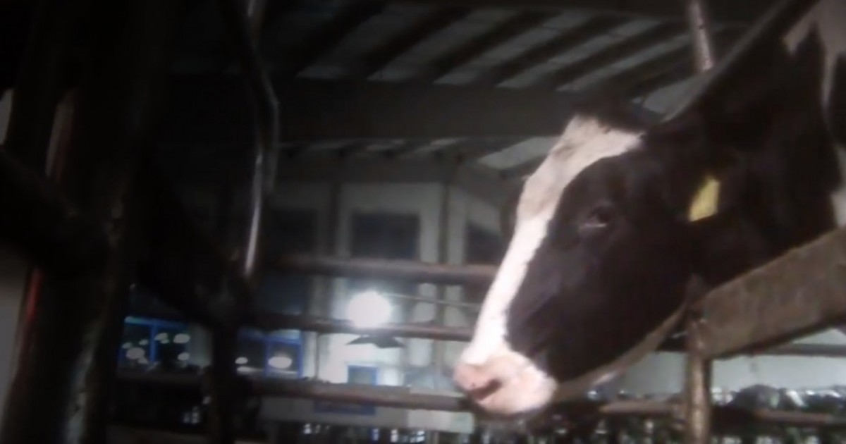 Condenan por crueldad animal a trabajadores de la granja lechera mÃ¡s grande de CanadÃ¡