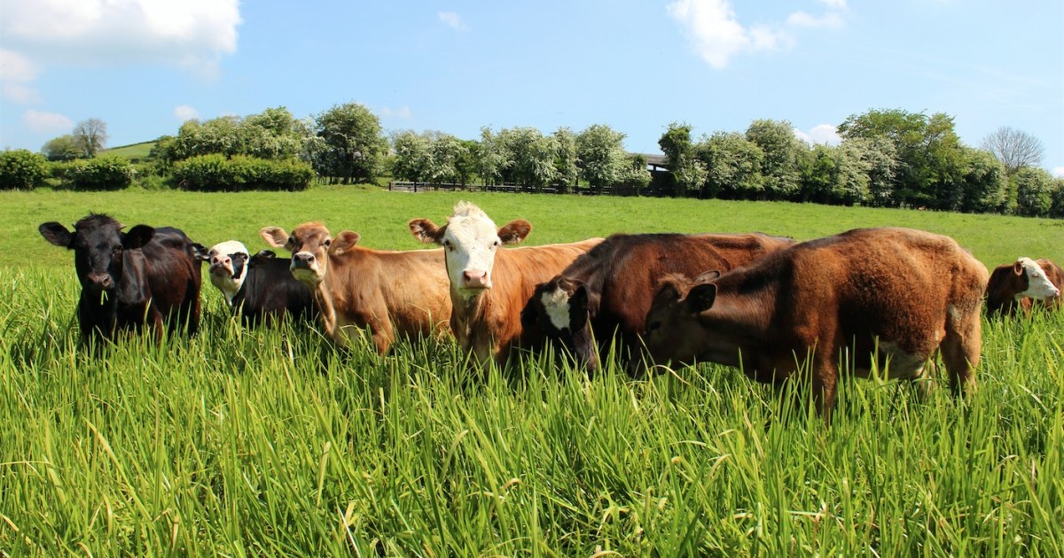 El consumo de carne de vaca cayÃ³ un 19% durante la Ãºltima dÃ©cada en los Estados Unidos
