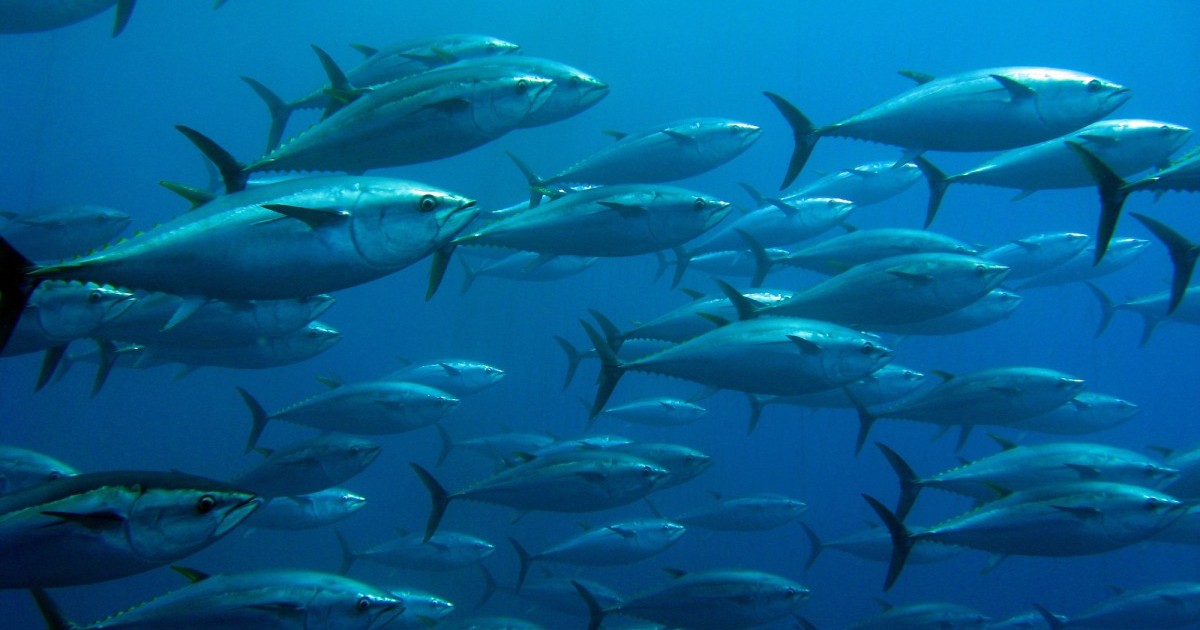 Una biÃ³loga marina nos dice por quÃ© debemos dejar de comer peces