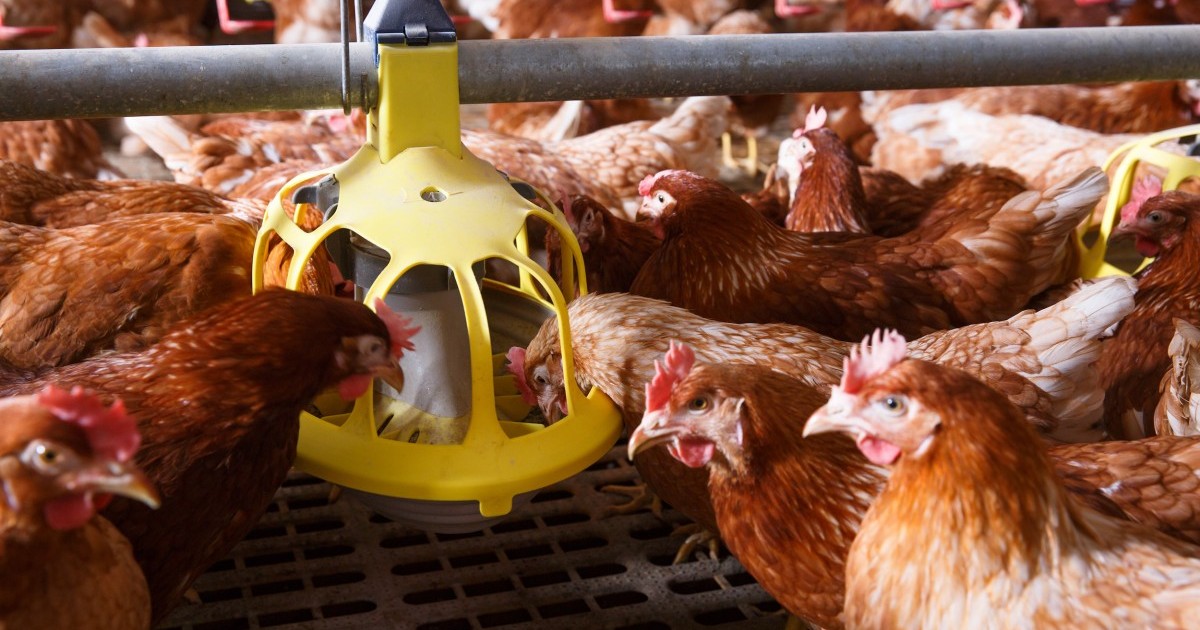 Corte Federal de Apelaciones se pronuncia en contra de la cruel industria de la producciÃ³n de huevos
