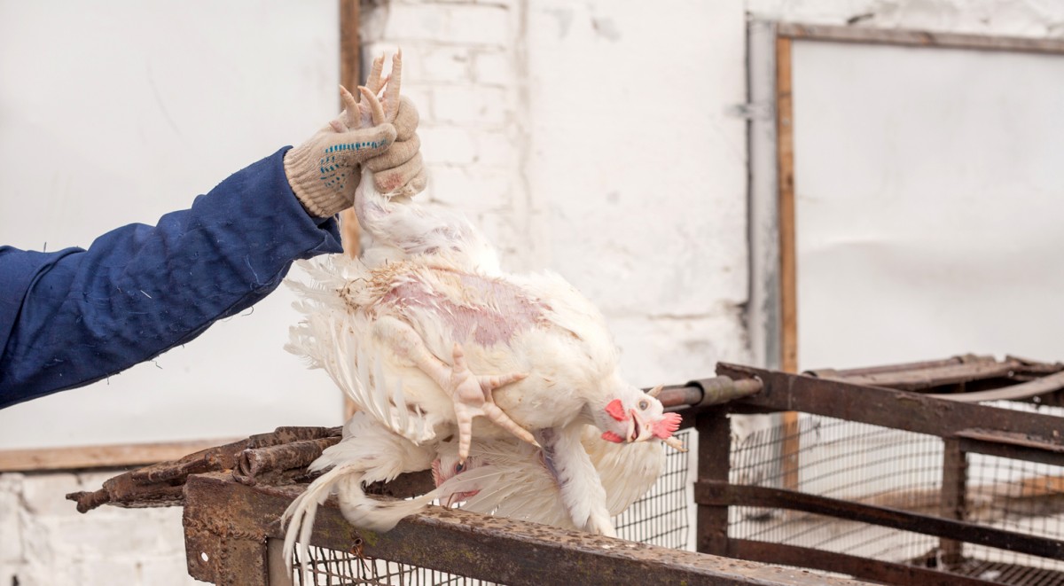 A cada segundo, 180 frangos sÃ£o abatidos cruelmente no Brasil