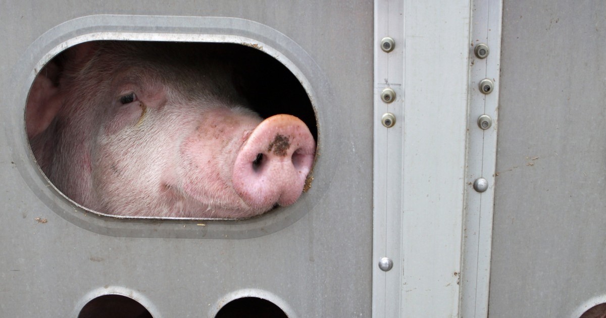 Retiran cargos contra activista que les dio agua a los cerdos que iban camino al matadero
