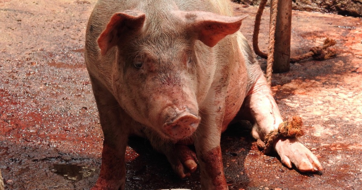 15 fotografÃ­as que demuestran que la carne es producto de un infierno