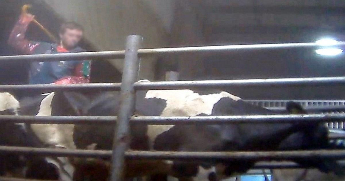Condenan a cuatro trabajadores mÃ¡s por crueldad animal en la granja lechera mÃ¡s grande de CanadÃ¡
