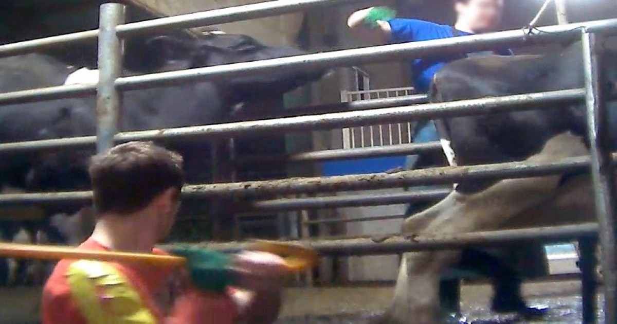 Â¡CULPABLES! Otros dos trabajadores de una granja canadiense son condenados por crueldad animal