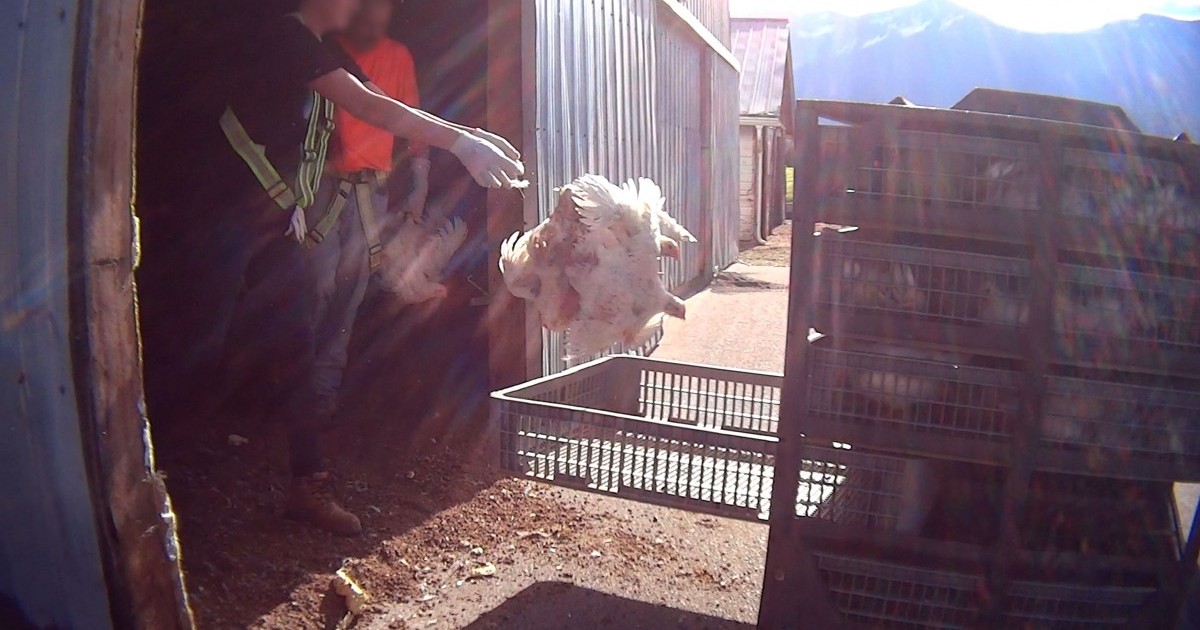 Video encubierto revela terrible abuso en una de las mayores empacadoras de carne de gallina