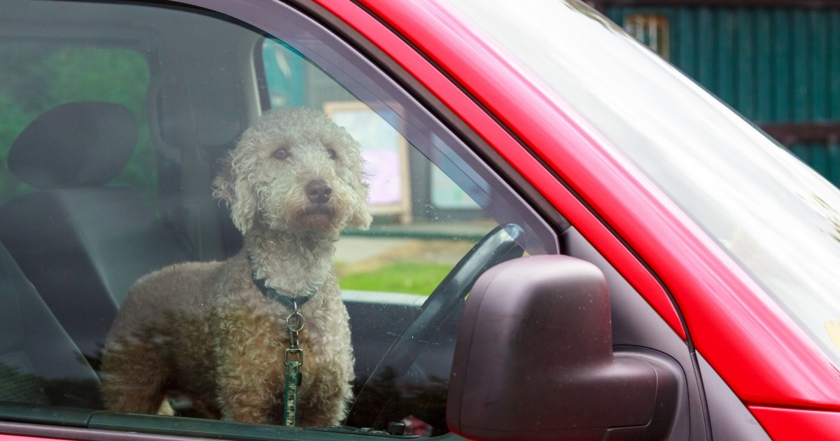 Si dejar a tu perro en el coche en un dÃ­a caluroso estÃ¡ mal, ahora imagina estoâ€¦