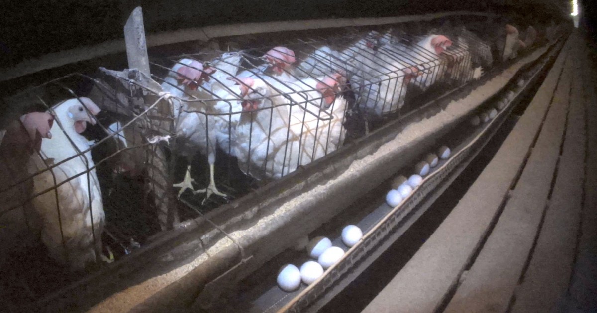 Europa enfrenta crisis tras detectar que millones de huevos podrÃ­an estar contaminados con pesticida