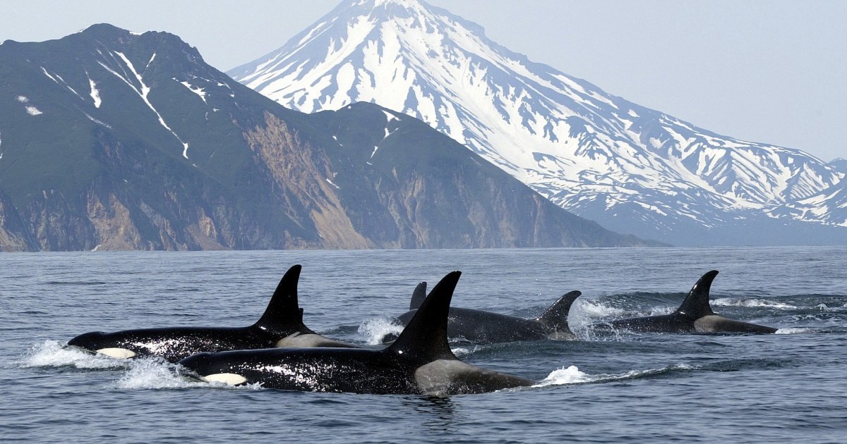 Falla el 69% de los embarazos de orcas en peligro de extinciÃ³n... Â¿Es culpa de la pesca excesiva?