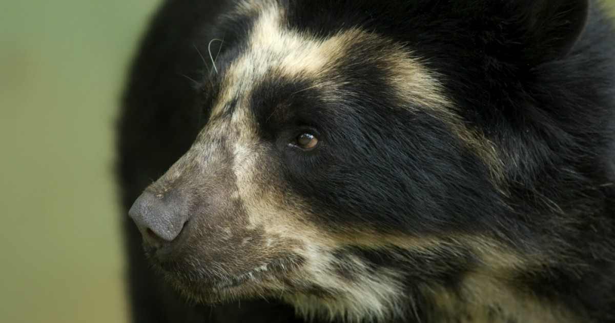 Para liberar a un oso, la Corte Suprema de Colombia seÃ±ala que los animales son 