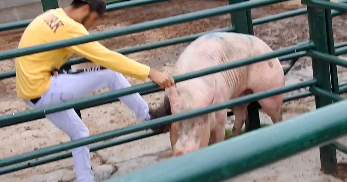 Estas 23 fotos demuestran que la industria de la carne es terriblemente cruel con los animales