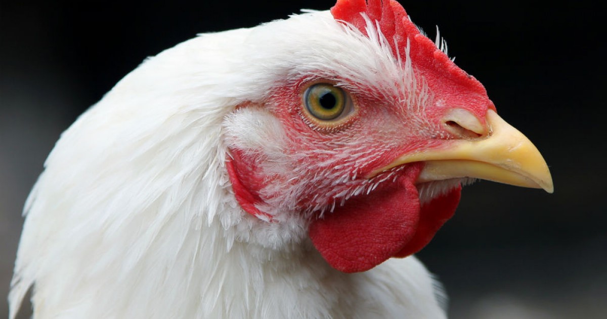 Tortas Locas Hipocampo se compromete a dejar de comprar huevos que provengan de gallinas enjauladas
