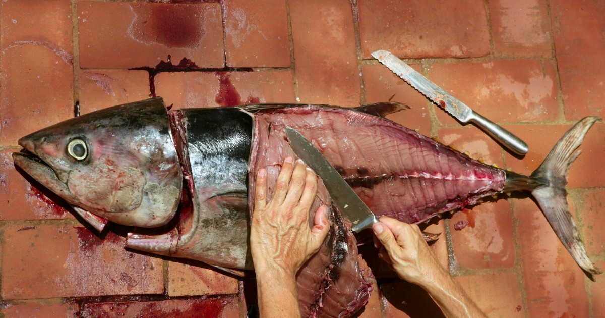 Em vÃ­deo viral, peixe cortado ao meio se recusa a morrer