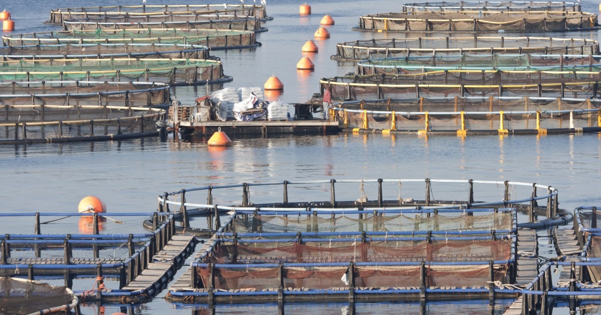 Colapsa red de granja industrial de salmones y ocasiona una â€œpesadilla ambientalâ€