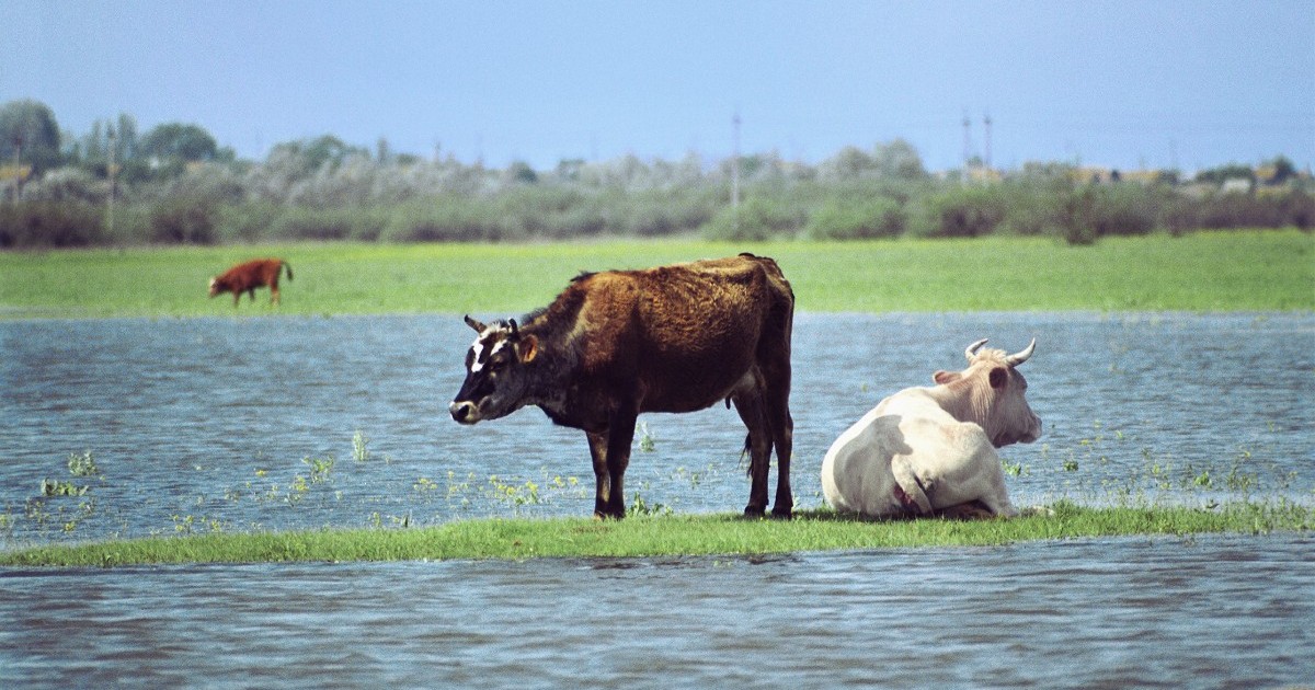 Video muestra a vacas atrapadas y muertas de hambre despuÃ©s del paso de un huracÃ¡n