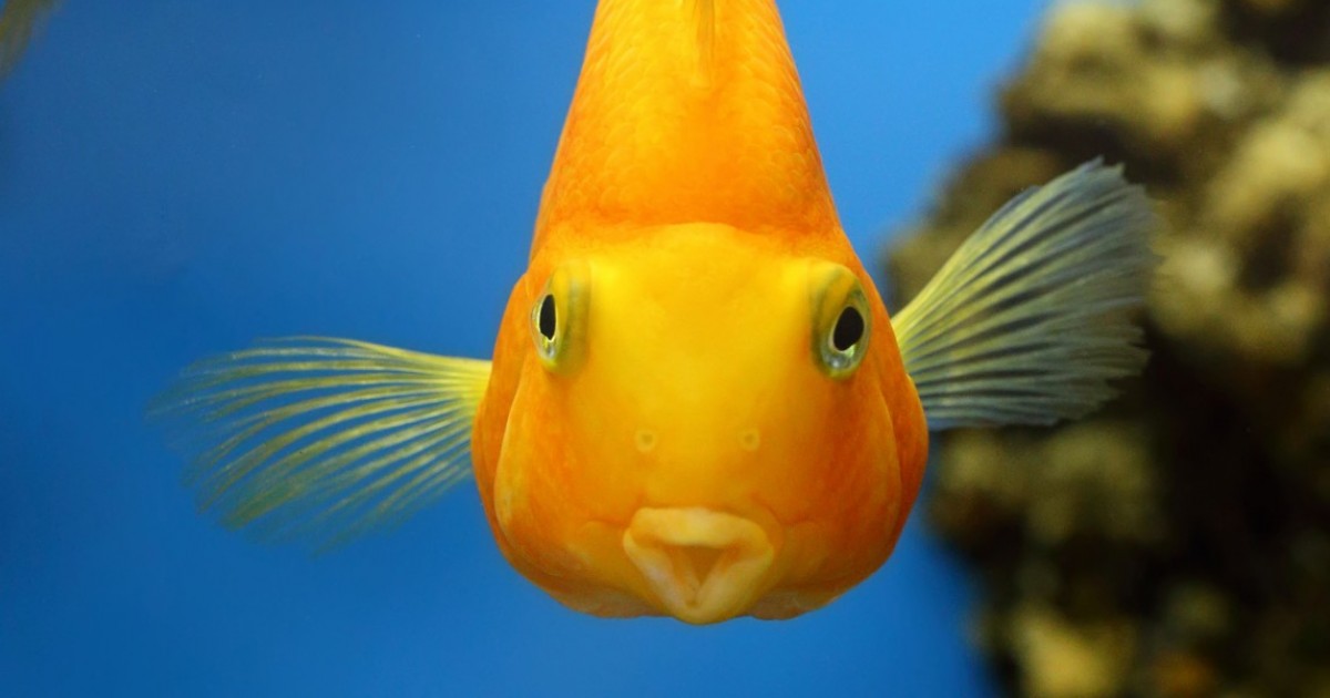 Los peces son individuos con personalidades complejas