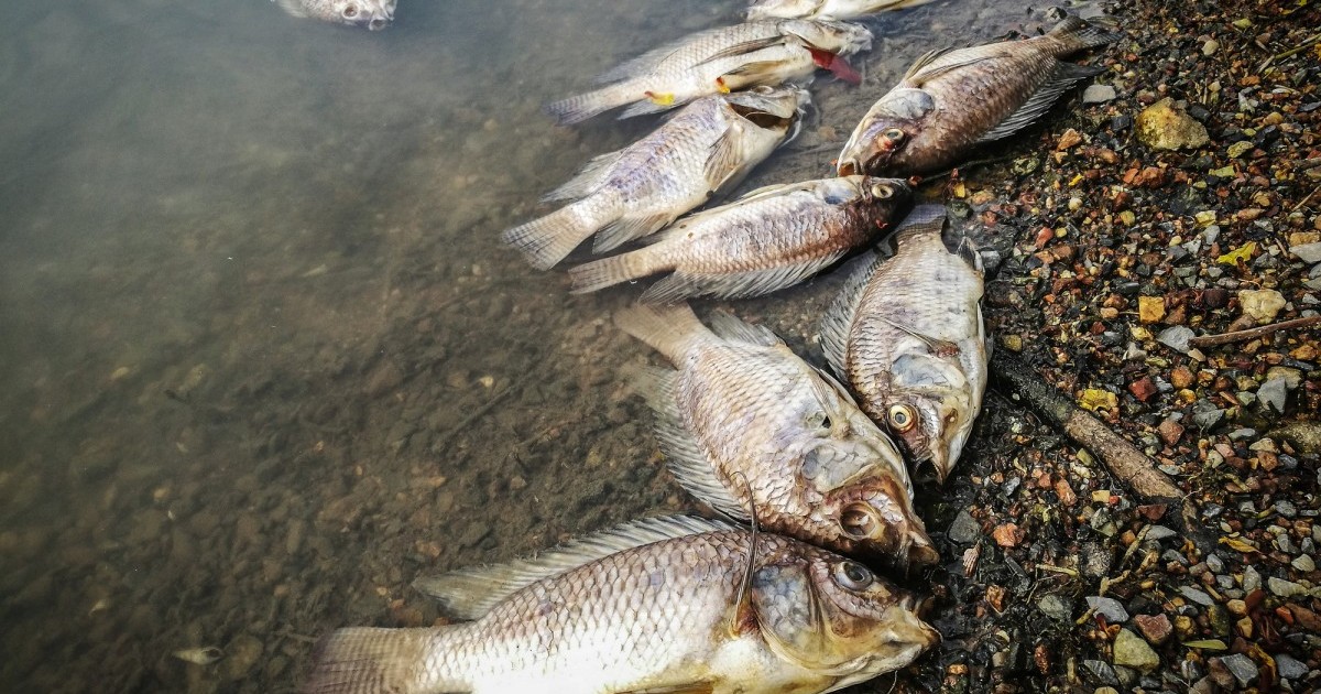 Decenas de miles de peces mueren en los Estados Unidos por derrame de estiÃ©rcol de granja industrial