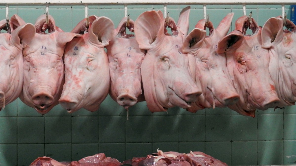 7 fotos de investigaÃ§Ãµes que farÃ£o vocÃª repensar o consumo de carne, leite e ovos