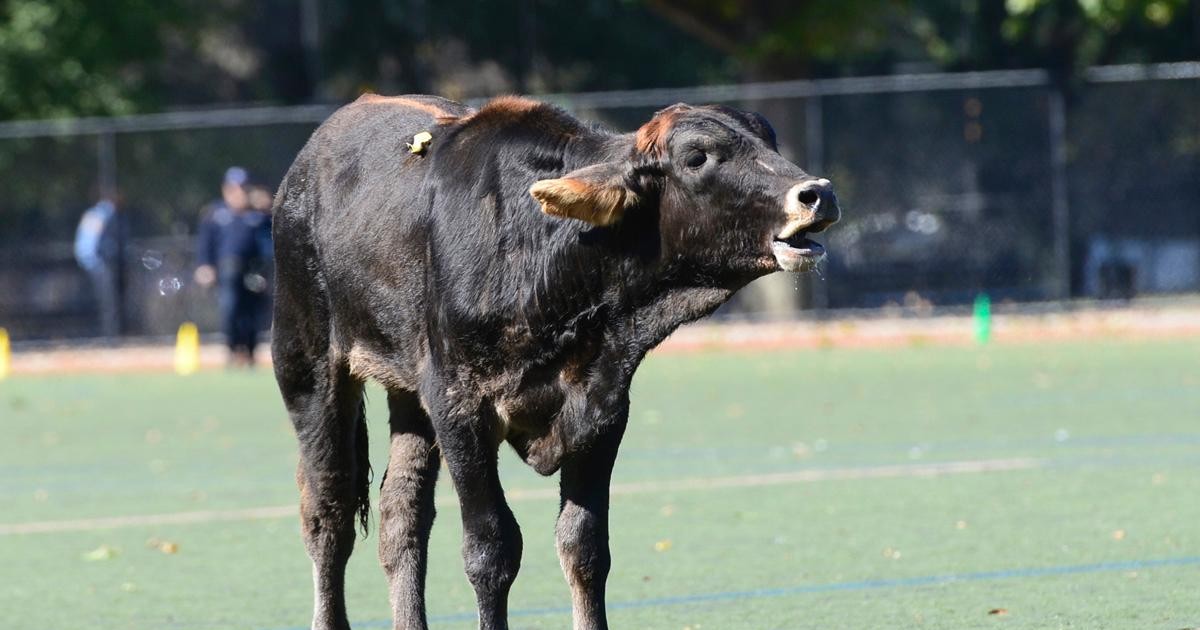 Una vaca escapa de un matadero y corre por las calles de Brooklyn para salvarse