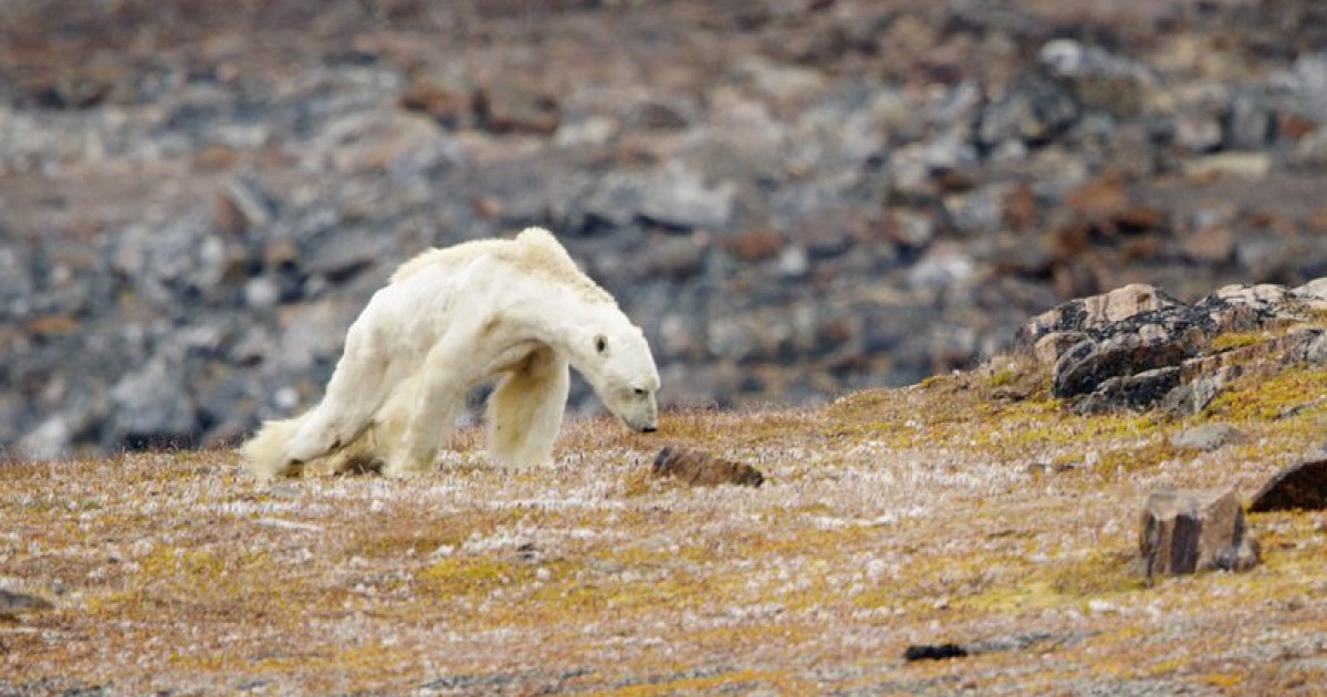 Terribles imÃ¡genes de un oso polar a punto de morir de hambre causan conmociÃ³n. Â¿QuÃ© podemos hacer?