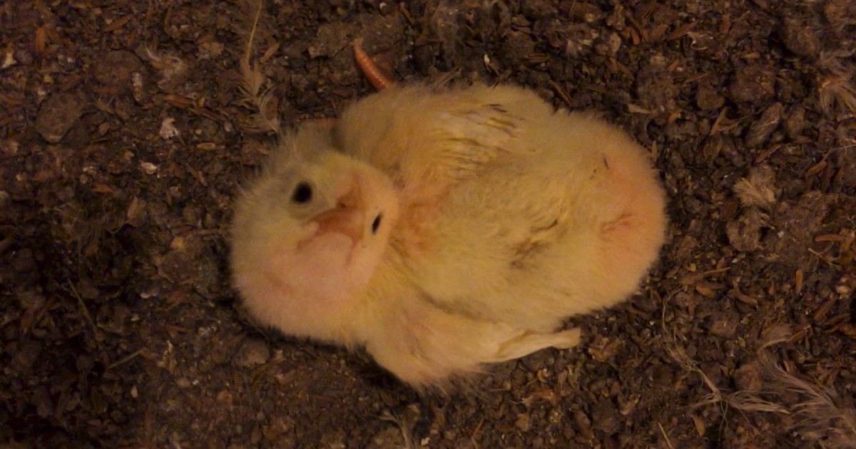 Matan en Venezuela a miles de pollitos arrojÃ¡ndolos en hoyos para asfixiarlos