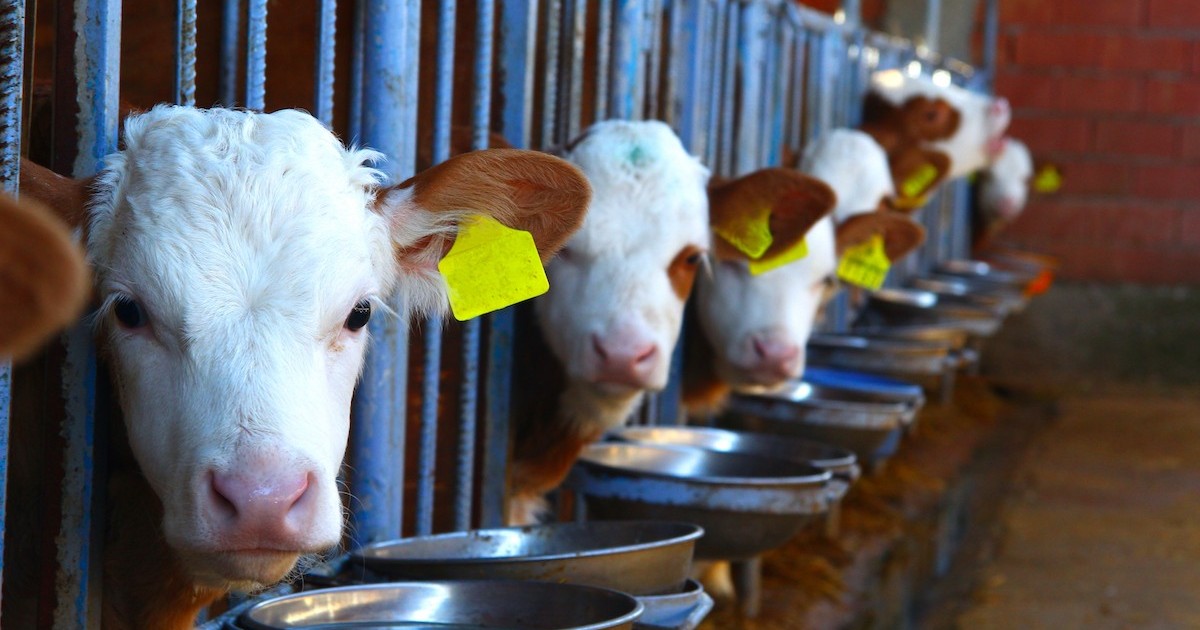 Los propietarios de granjas de CanadÃ¡ prohibieron las jaulas para terneros