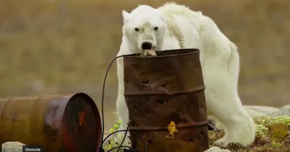 Ataque de urso polar: pensei que era o fim