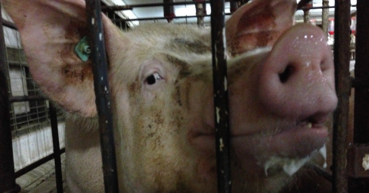 Video viral de un cerdo que salva de una muerte cruel a su compaÃ±ero
