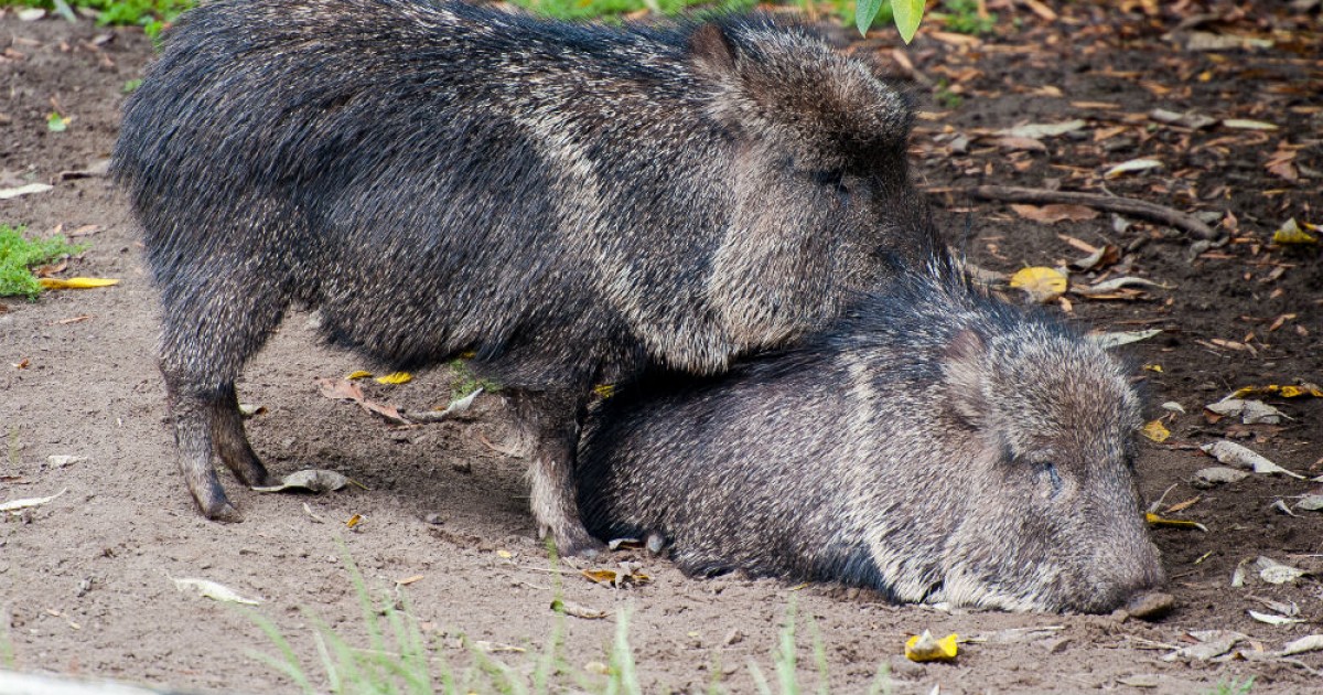 Un video muestra a cerdos silvestres de luto por su amigo muerto