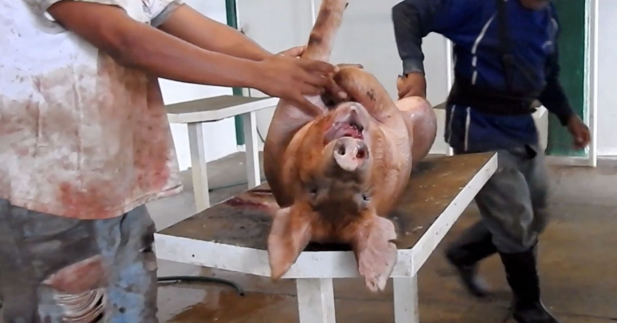 Video viral: matan a un cerdo frente a un grupo de niÃ±os
