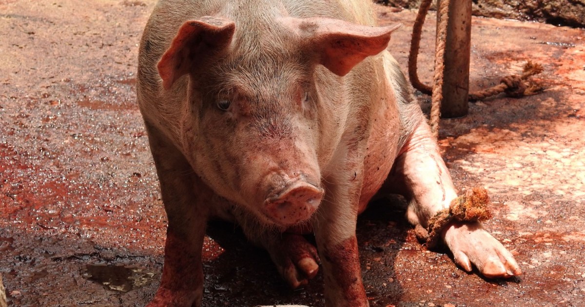 Estados Unidos permite la importaciÃ³n de carne de cerdo desde MÃ©xico