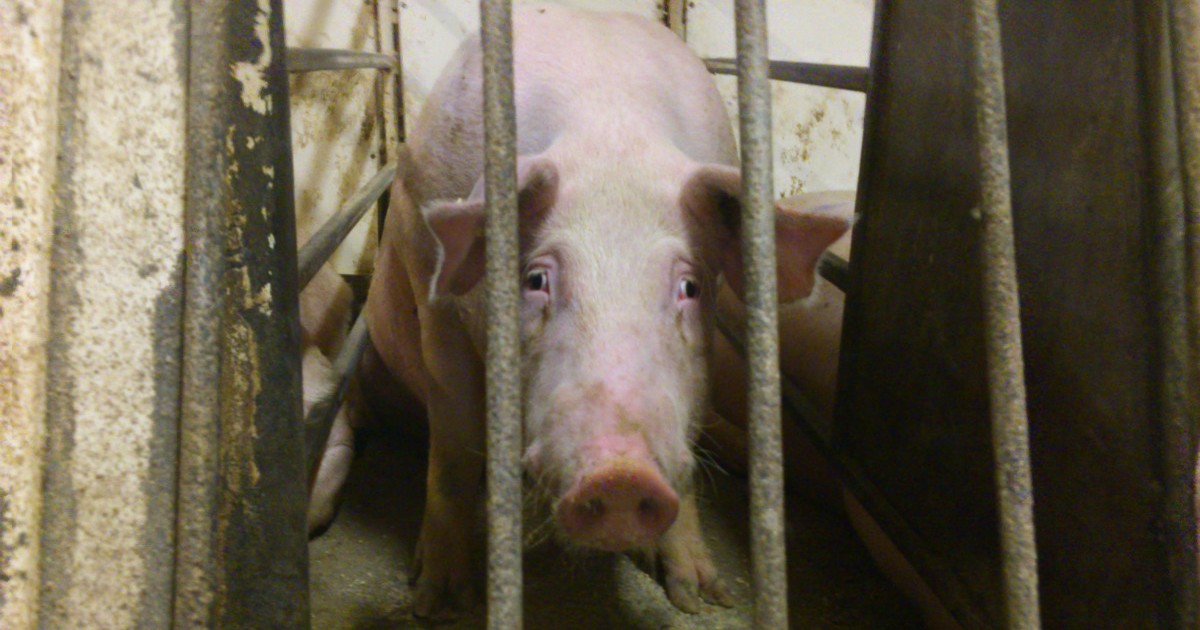 Enorme granja de cerdos podrÃ­a poner en riesgo reservas de cenotes en YucatÃ¡n