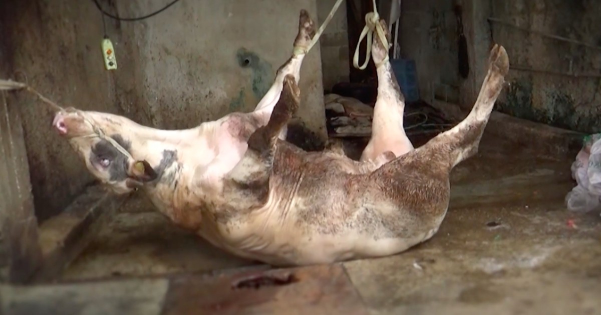 Imagens chocantes mostram como os animais são mortos para uma