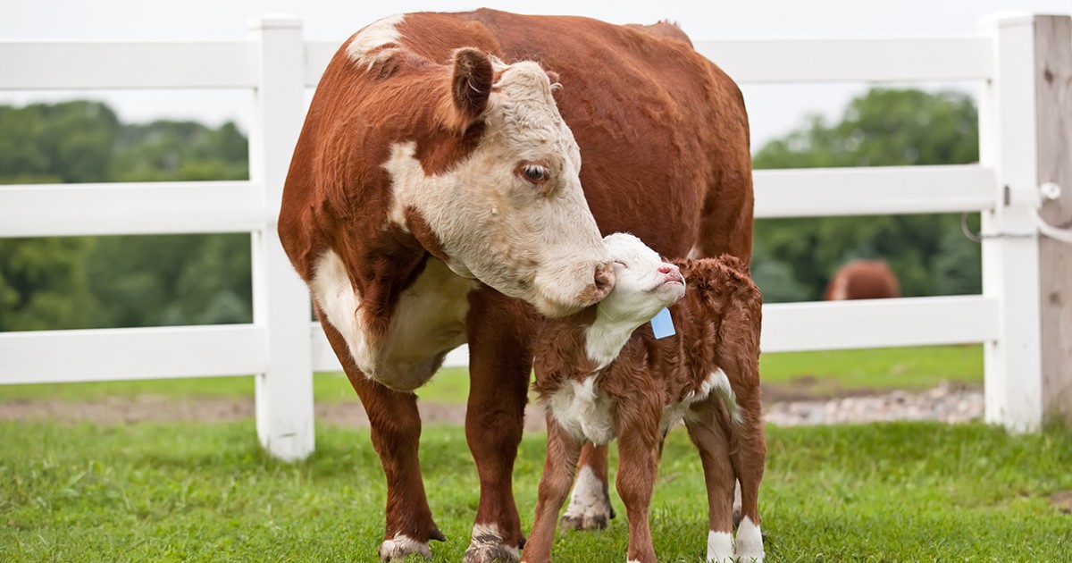 10 curiosidades que provam que bois e vacas são animais sensíveis, inteligentes e sociáveis