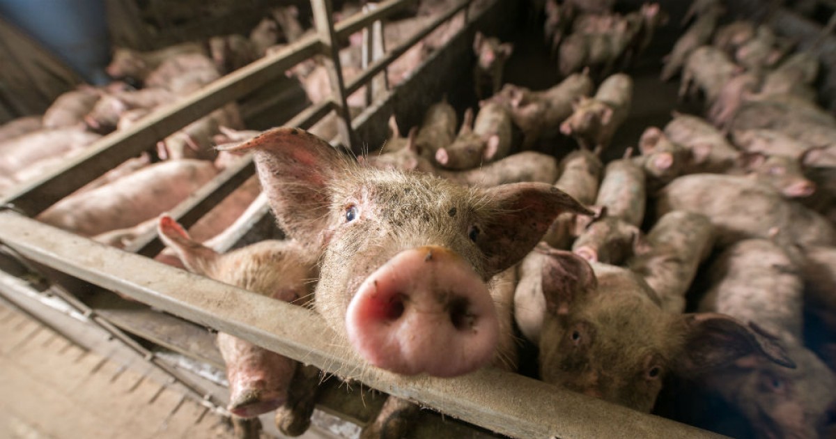 Comunidad en EspaÃ±a se opone a la construcciÃ³n de una granja de cerdos