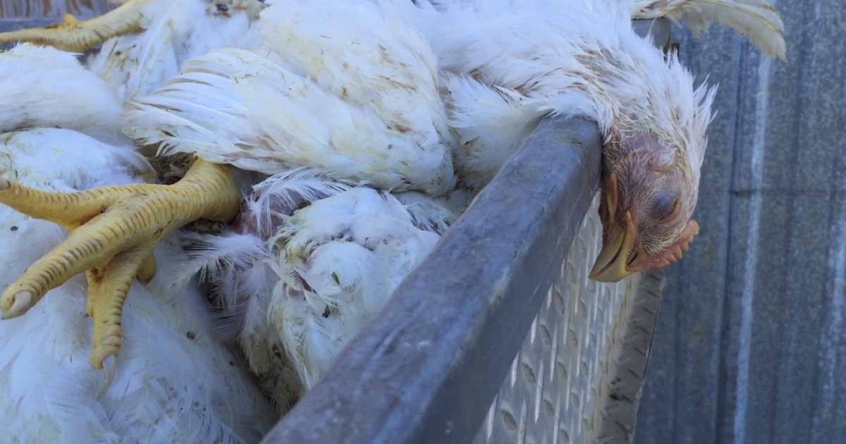 Total AVARICIA: la industria de la carne tira gallinas a la basura para manipular los precios