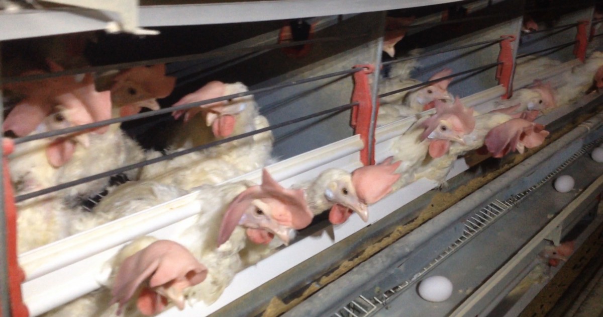 Francia prohibirÃ¡ la venta de huevos de gallinas confinadas en jaulas