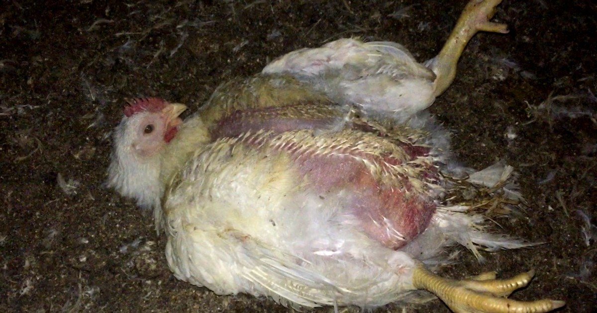 La industria de la carne hace que las gallinas sean tan pesadas que no se pueden mover