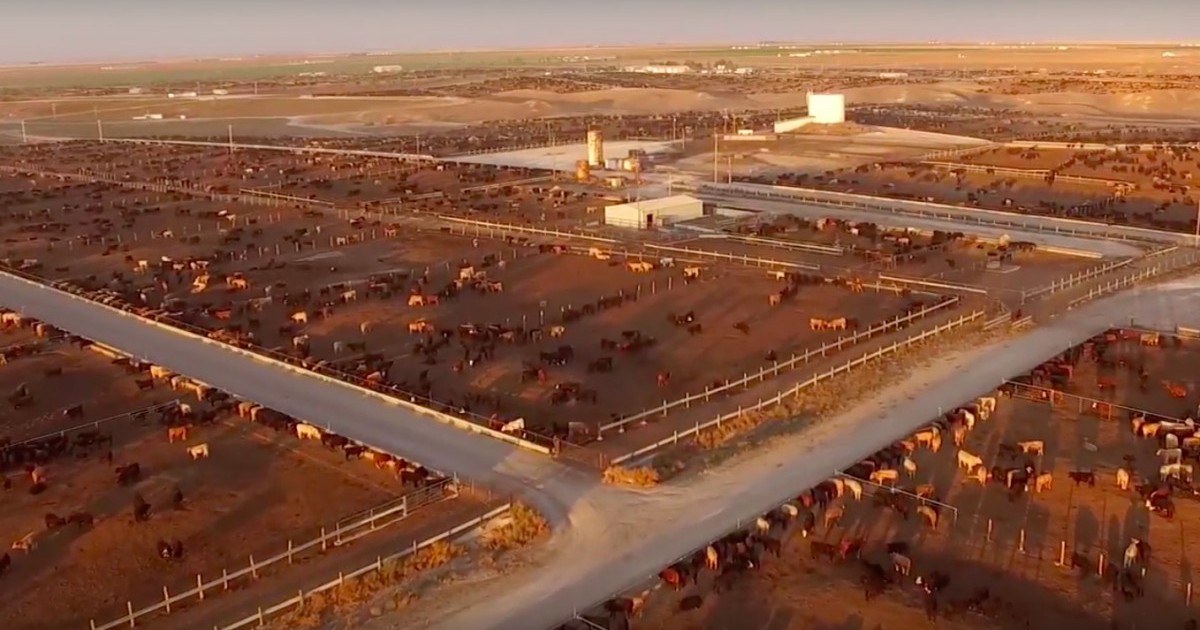 Videos tomados con drones que muestran la realidad de las granjas industriales se hacen virales
