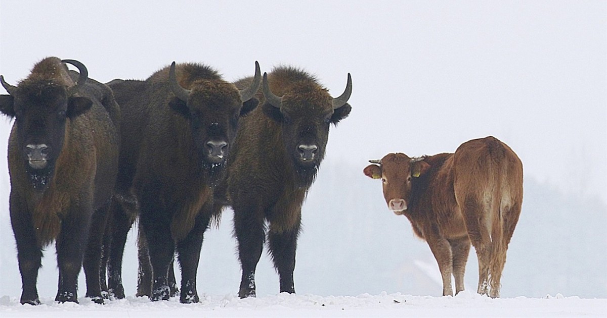 Una vaca escapÃ³ de una granja y ahora vive en libertad con un grupo de bisontes