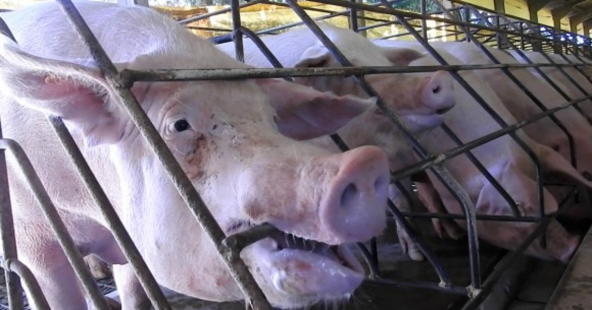 7 fotos que mostram que confinamento é tão terrível quanto exportação de animais vivos