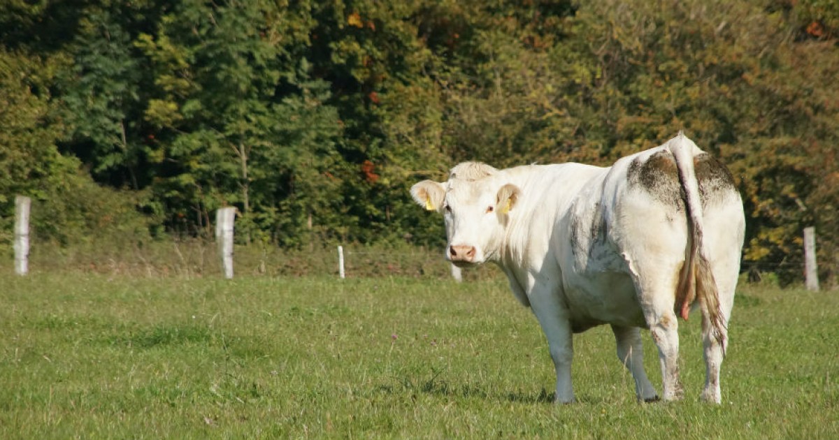 Vaca es considerada heroÃ­na tras escapar de una granja momentos antes de ser llevada al matadero