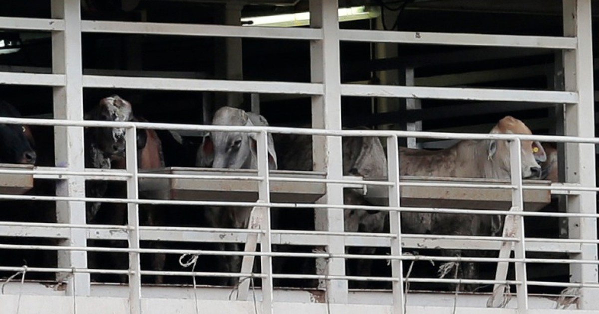 Vaca escapa de navio que exportava animais vivos e luta por sua vida no mar