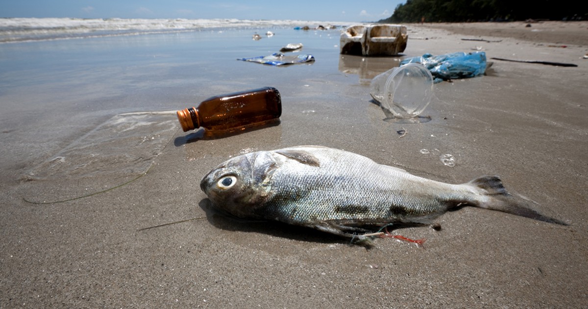 3 em cada 4 peixes do Atlântico têm plástico em seu organismo, revela pesquisa